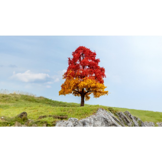 Noch 20114 - Eiche, herbstlich