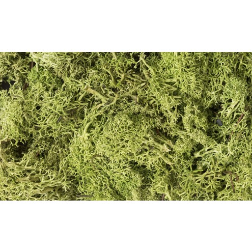 Woodland L162 - Light Green Lichen