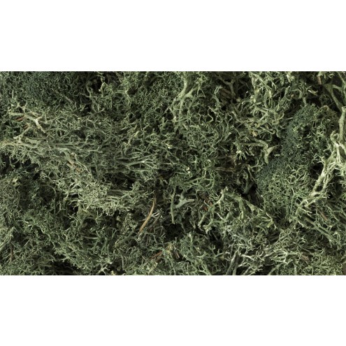 Woodland L164 - Dark Green Lichen